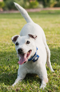 Cloture Invisible pour les chiens 